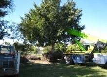Kwikfynd Tree Management Services
stalbansnsw